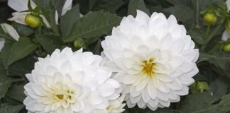 Георгин (Dahlia)