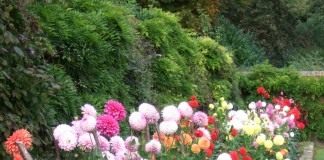 Георгины (Dahlias)