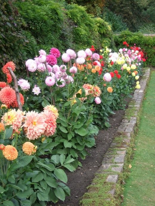 Георгины (Dahlias) Георгины (Dahlias)