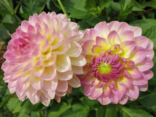 Георгины (Dahlias) Георгины (Dahlias)