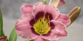 Лилейник (Hemerocallis)