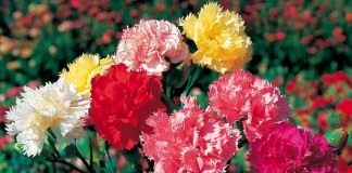 Гвоздики садовые группы Шабо (Dianthus caryophyllus var. chabaud)