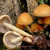Ложноопёнок серопластинчатый (Hypholoma capnoides) Ложноопёнок серопластинчатый (Hypholoma capnoides)