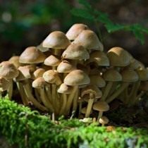 Ложноопёнок серно-жёлтый (Hypholoma fasciculare) Ложноопёнок серно-жёлтый (Hypholoma fasciculare)