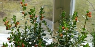 Нематантус щетинковый (Nematanthus strigillosus), или Гипоцирта голая (Hypocyrta glabra)