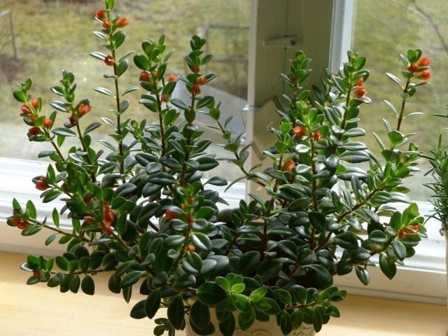 Нематантус щетинковый (Nematanthus strigillosus), или Гипоцирта голая (Hypocyrta glabra) Нематантус щетинковый (Nematanthus strigillosus), или Гипоцирта голая (Hypocyrta glabra)