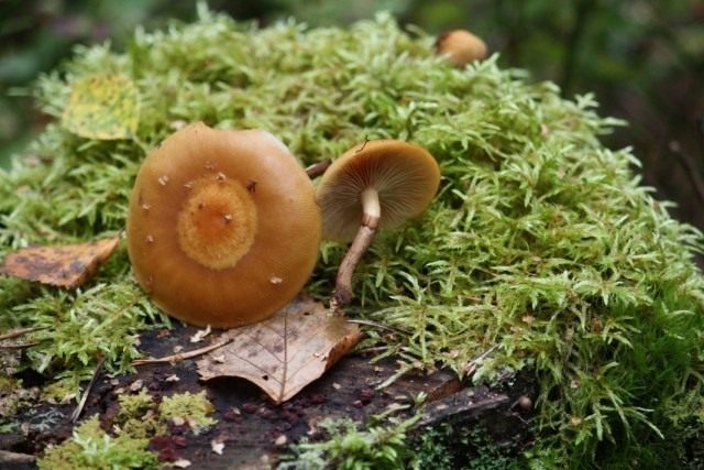Опёнок летний (Kuehneromyces mutabilis) Опёнок летний (Kuehneromyces mutabilis)