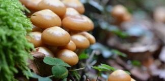 Опёнок летний (Kuehneromyces mutabilis)