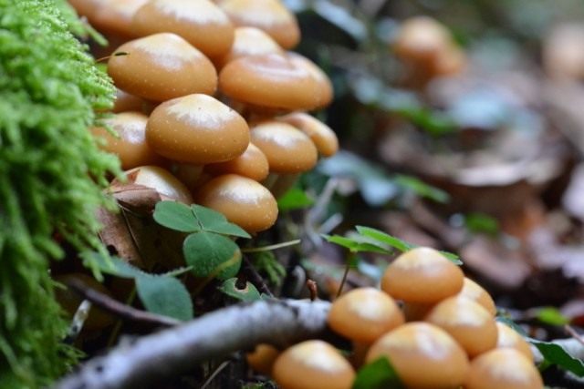 Опёнок летний (Kuehneromyces mutabilis) Опёнок летний (Kuehneromyces mutabilis)