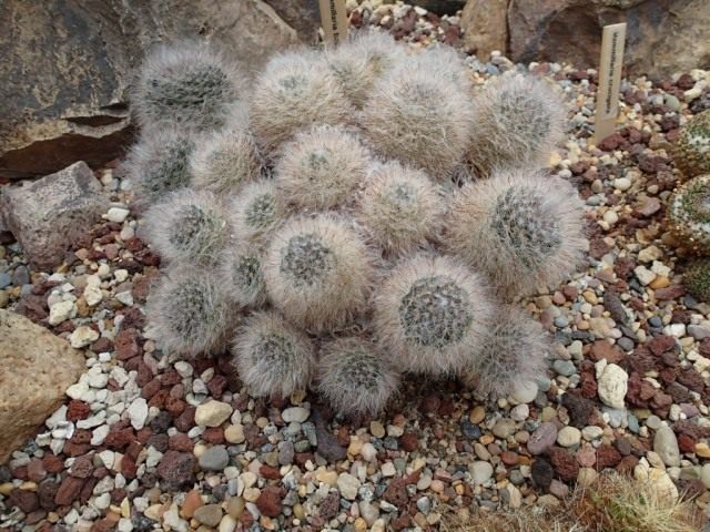 Маммиллярия бокасанская (Mammillaria bocasana) Маммиллярия бокасанская (Mammillaria bocasana)