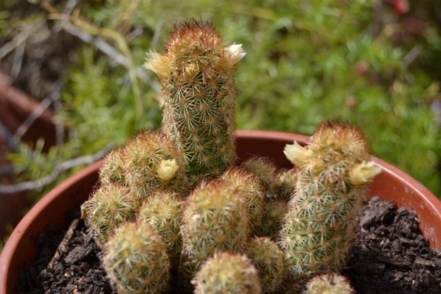 Маммиллярия удлиненная (Mammillaria elongata) Маммиллярия удлиненная (Mammillaria elongata)