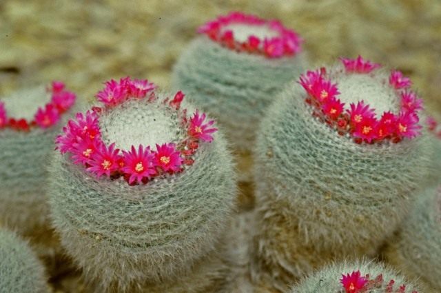 Маммиллярия Гана (Mammillaria hahniana) Маммиллярия Гана (Mammillaria hahniana)