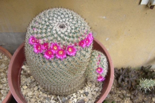Маммиллярия превосходная (Mammillaria perbella) Маммиллярия превосходная (Mammillaria perbella)