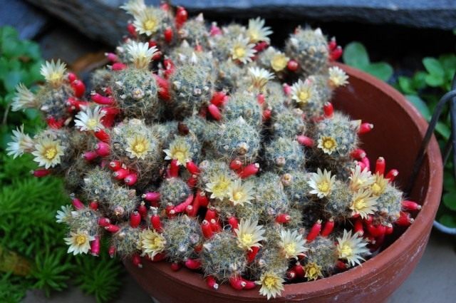 Маммиллярия побегоносная (Mammillaria prolifera) Маммиллярия побегоносная (Mammillaria prolifera)