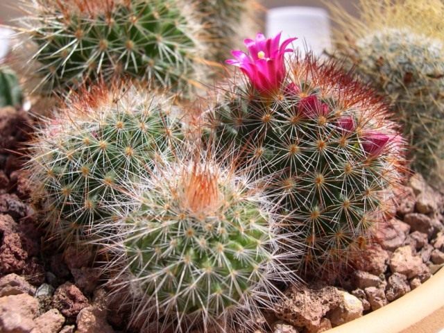 Маммиллярия колючейшая (Mammillaria spinosissima) Маммиллярия колючейшая (Mammillaria spinosissima)