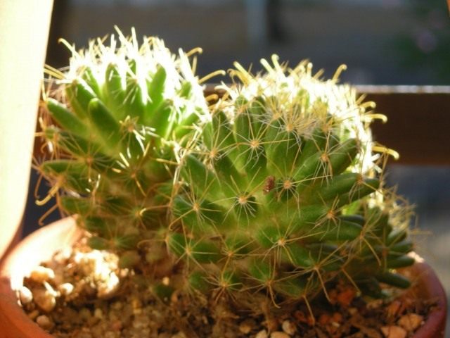 Маммиллярия Вильда (Mammillaria wildii) Маммиллярия Вильда (Mammillaria wildii)