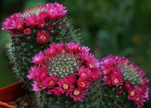 Маммиллярия Зейльмана (Mammillaria zeilmanniana) Маммиллярия Зейльмана (Mammillaria zeilmanniana)