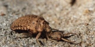 Личинка муравьиного льва