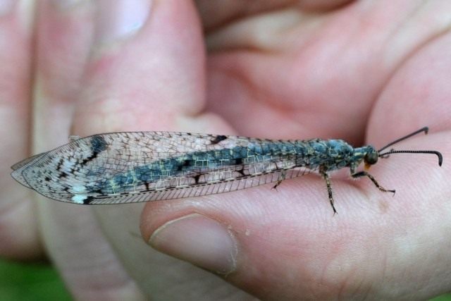 Взрослая особь муравьиного льва пятнокрылого (Distoleon tetragrammicus) Взрослая особь муравьиного льва пятнокрылого (Distoleon tetragrammicus)