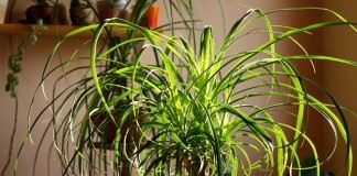 Нолина (Nolina) или Бокарнея (Beaucarnea)