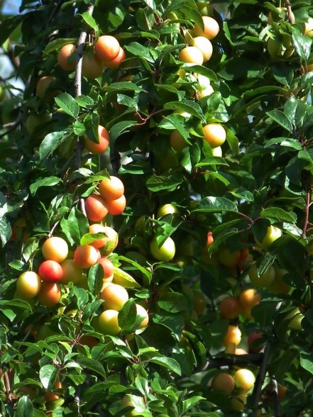 Алыча, или Слива растопыренная, или Слива вишненосная (лат. Prunus cerasifera)