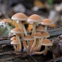 Ложноопёнок кирпично-красный (Hypholoma lateritium) Ложноопёнок кирпично-красный (Hypholoma lateritium)