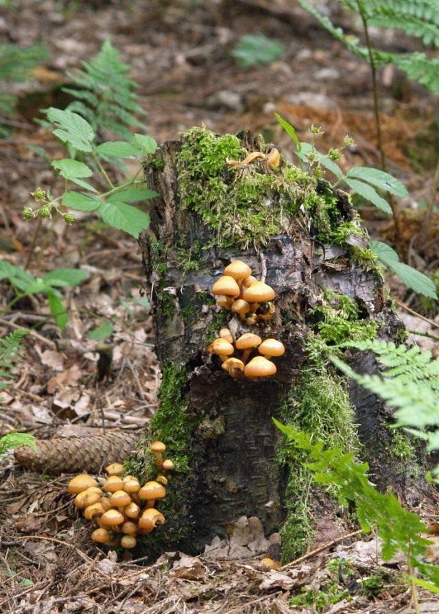 Опёнок летний (Kuehneromyces mutabilis) Опёнок летний (Kuehneromyces mutabilis)