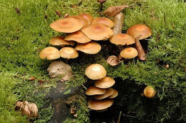 Опёнок летний (Kuehneromyces mutabilis) Опёнок летний (Kuehneromyces mutabilis)