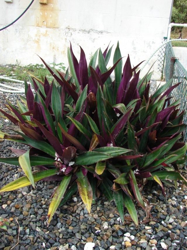 Традескaнция покрывaльчатая (Tradescantia spathacea), ранее Рэо покрывальчатая (Rhoeo spathacea), Рэо разноцветная (Rhoeo discolor) Традескaнция покрывaльчатая (Tradescantia spathacea), ранее Рэо покрывальчатая (Rhoeo spathacea), Рэо разноцветная (Rhoeo discolor)