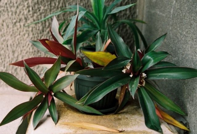 Традескaнция покрывaльчатая (Tradescantia spathacea), ранее Рэо покрывальчатая (Rhoeo spathacea), Рэо разноцветная (Rhoeo discolor) Традескaнция покрывaльчатая (Tradescantia spathacea), ранее Рэо покрывальчатая (Rhoeo spathacea), Рэо разноцветная (Rhoeo discolor)