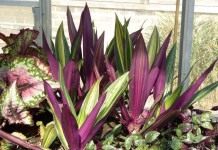 Традескaнция покрывaльчатая (Tradescantia spathacea), ранее Рэо покрывальчатая (Rhoeo spathacea), Рэо разноцветная (Rhoeo discolor)