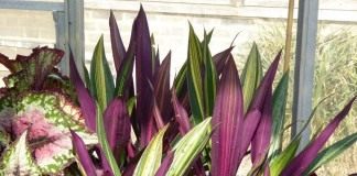 Традескaнция покрывaльчатая (Tradescantia spathacea), ранее Рэо покрывальчатая (Rhoeo spathacea), Рэо разноцветная (Rhoeo discolor)