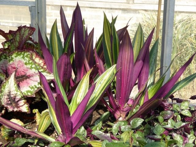Традескaнция покрывaльчатая (Tradescantia spathacea), ранее Рэо покрывальчатая (Rhoeo spathacea), Рэо разноцветная (Rhoeo discolor) Традескaнция покрывaльчатая (Tradescantia spathacea), ранее Рэо покрывальчатая (Rhoeo spathacea), Рэо разноцветная (Rhoeo discolor)