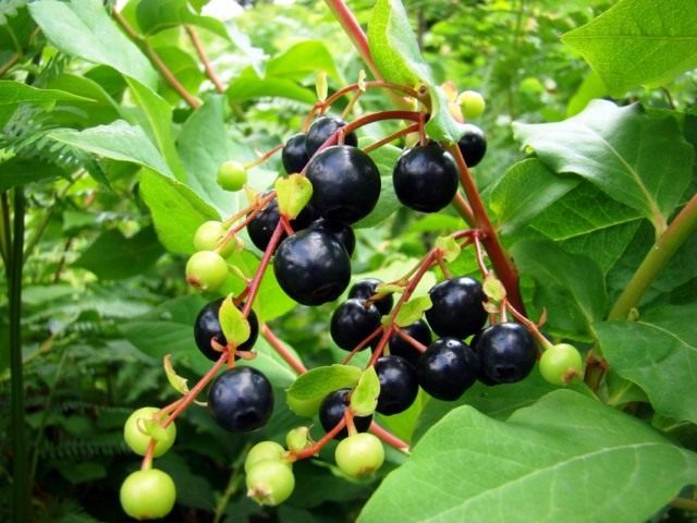 Черника кавказская, или Черничник кавказский (Vaccinium arctostaphylos) Черника кавказская, или Черничник кавказский (Vaccinium arctostaphylos)