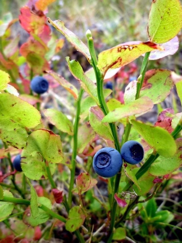 Черника, или Черника обыкновенная, или Черника миртолистная (Vaccinium myrtillus) Черника, или Черника обыкновенная, или Черника миртолистная (Vaccinium myrtillus)