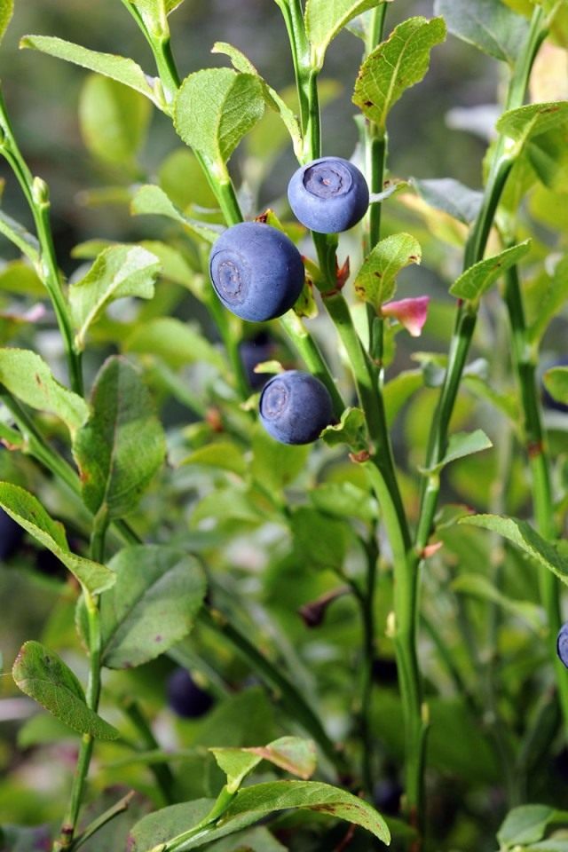 Черника, или Черника обыкновенная, или Черника миртолистная (Vaccinium myrtillus) Черника, или Черника обыкновенная, или Черника миртолистная (Vaccinium myrtillus)