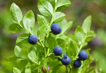 Черника, или Черника обыкновенная, или Черника миртолистная (Vaccinium myrtillus)