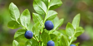 Черника, или Черника обыкновенная, или Черника миртолистная (Vaccinium myrtillus)