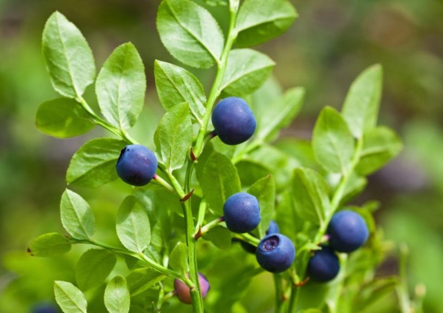 Черника, или Черника обыкновенная, или Черника миртолистная (Vaccinium myrtillus) Черника, или Черника обыкновенная, или Черника миртолистная (Vaccinium myrtillus)