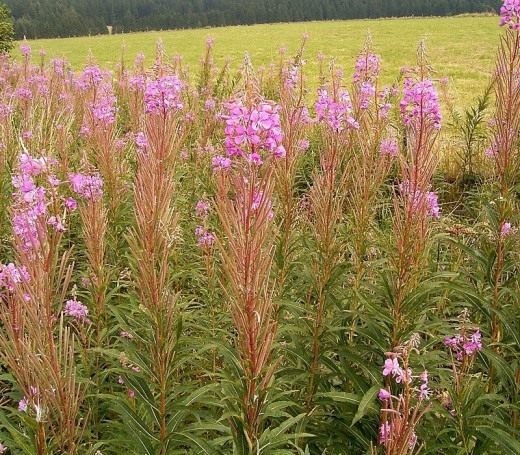 Willowherbs