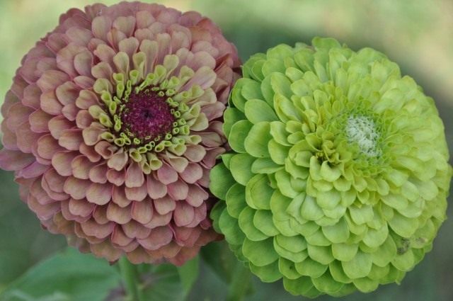 Циннии, сорта 'Queen Red Lime' и 'Queen Lime' Циннии сорта 'Queen Red Lime' и 'Queen Lime'