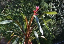 Эхмея Вайльбаха (Aechmea weilbachii)