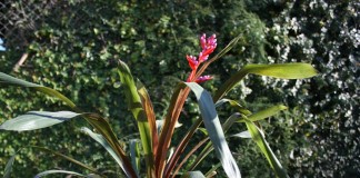 Эхмея Вайльбаха (Aechmea weilbachii)