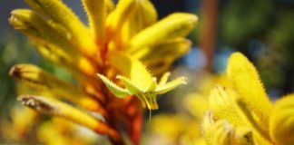 Анигозантос, или Кенгуровая лапка (Anigozanthos) 