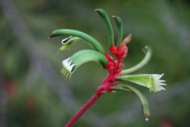 Анигозантос Менглза (Anigozanthos manglesii) Анигозантос Менглза (Anigozanthos manglesii)