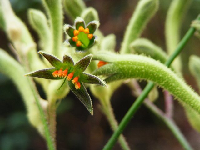 Анигозантос двуцветный (Anigozanthos bicolor) Анигозантос двуцветный (Anigozanthos bicolor)