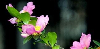 Камелия горная