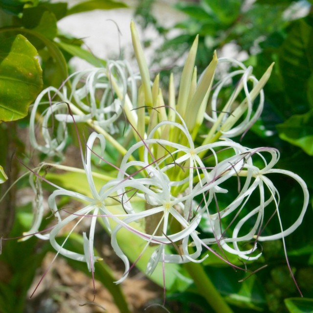 Кринум (Crinum) Кринум (Crinum)