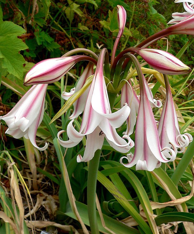 Кринум (Crinum) Кринум (Crinum)