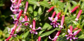 Куфея ланцетовидная (Сuphea lanceolata)